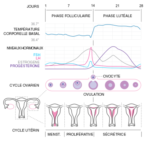Schéma récapitulatif du cycle menstruel